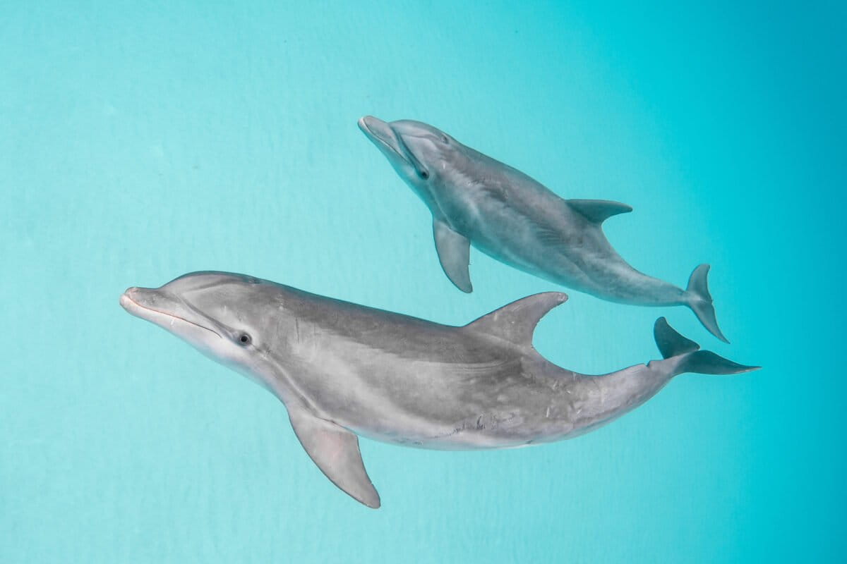 Local groups drive creation of new Puerto Rico marine protected area