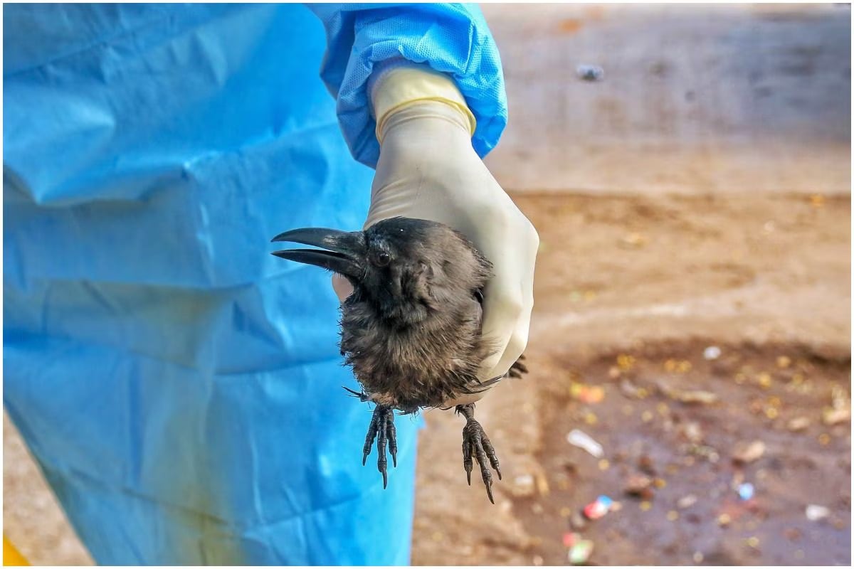 Puerto Rico Confirms Bird Flu in Two Towns